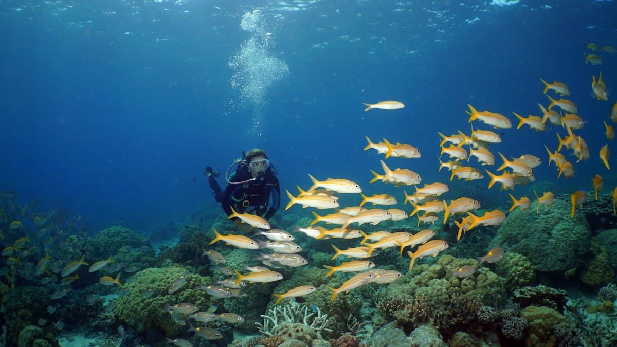 scuba dive in school of fish