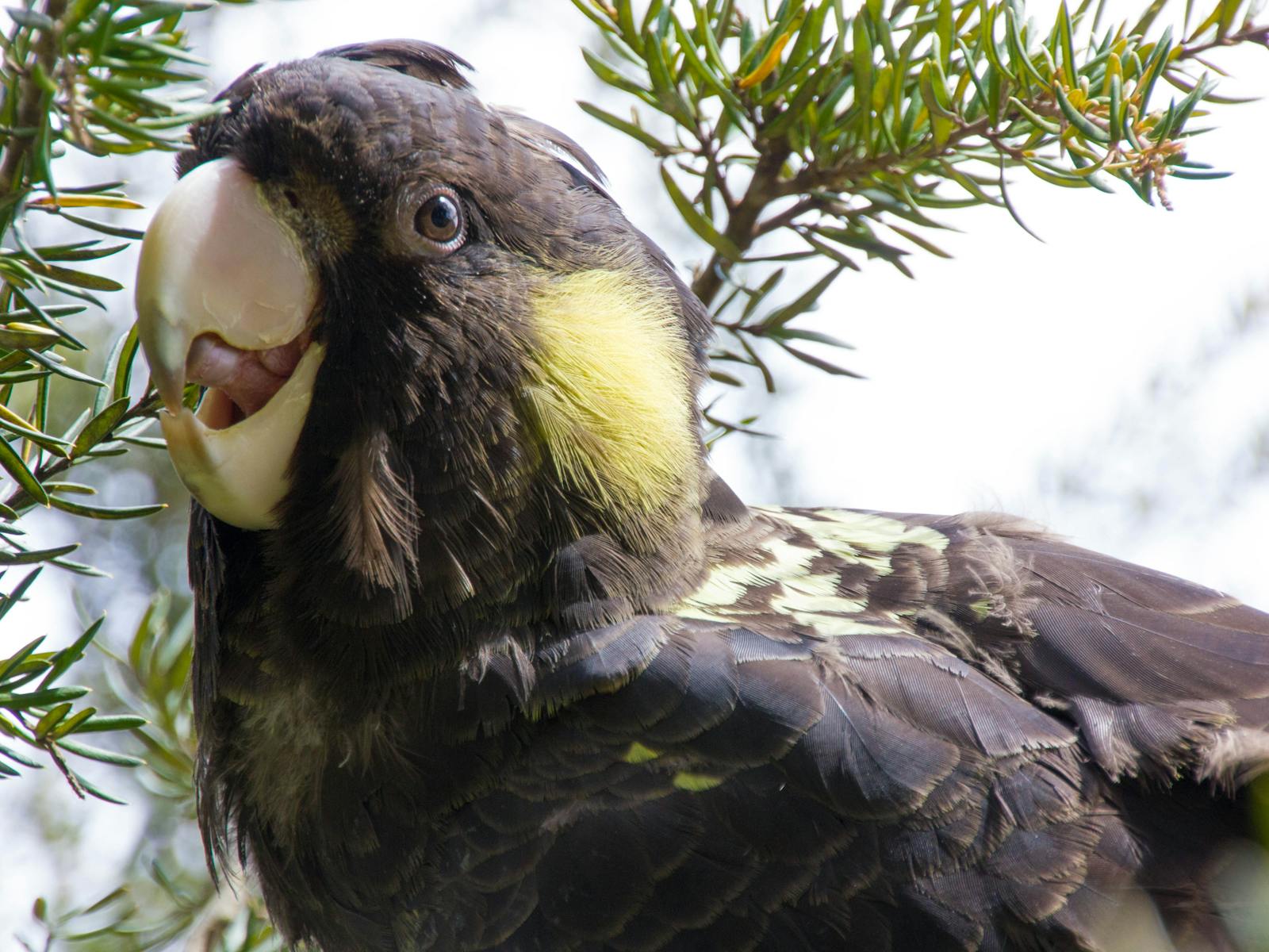 yellow tailed black cockatoo