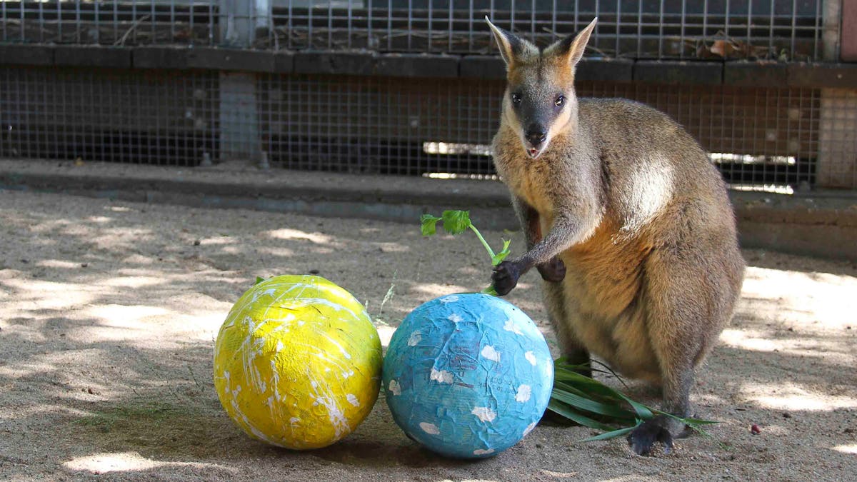 Rusty the Wallaby