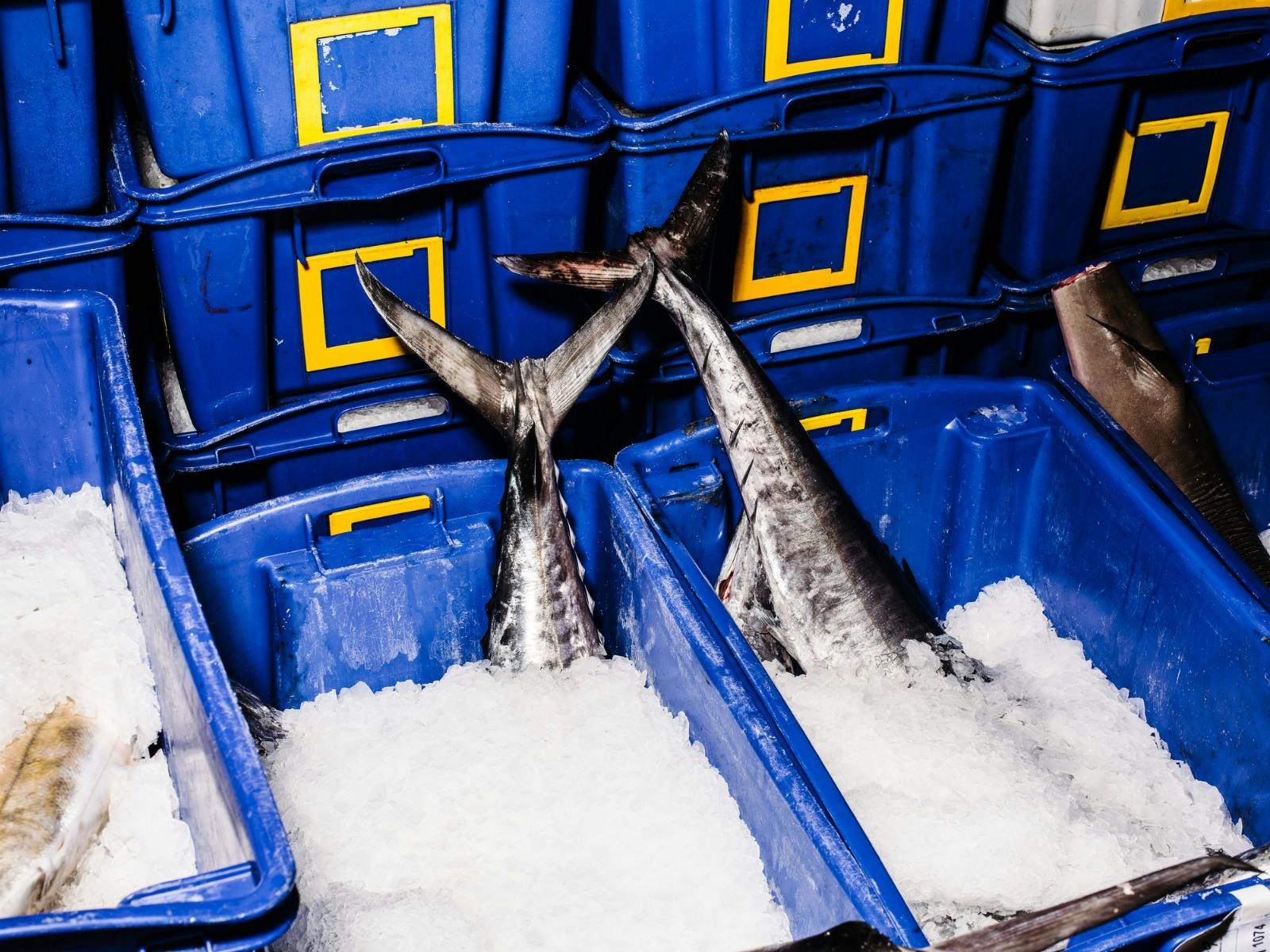 氷から出てきたマグロの尾