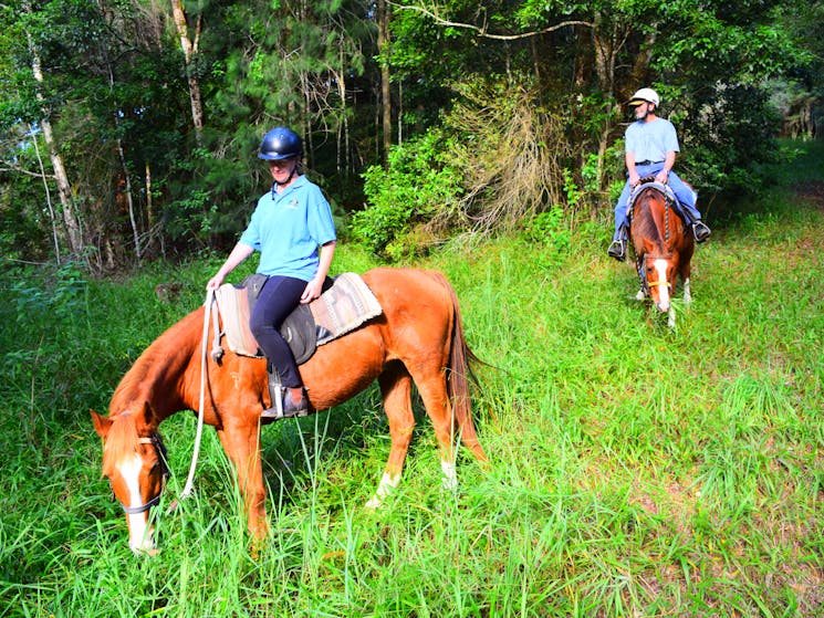 HWH Stables Rainforest Ride