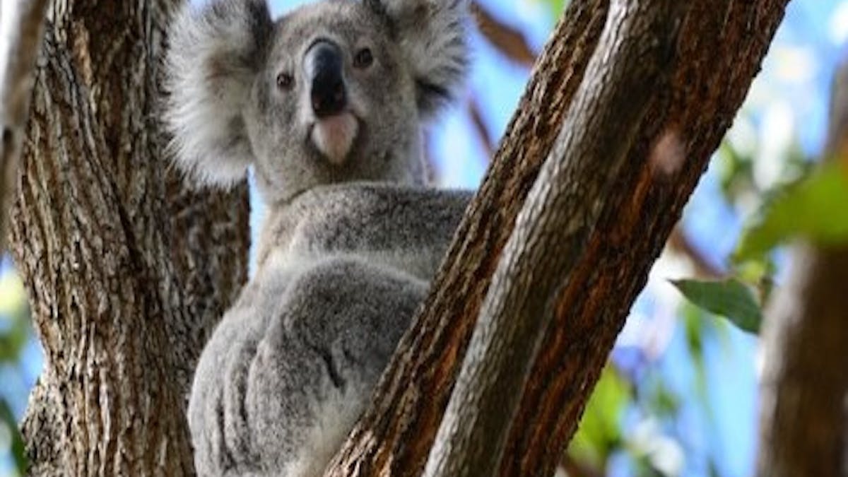 Koala