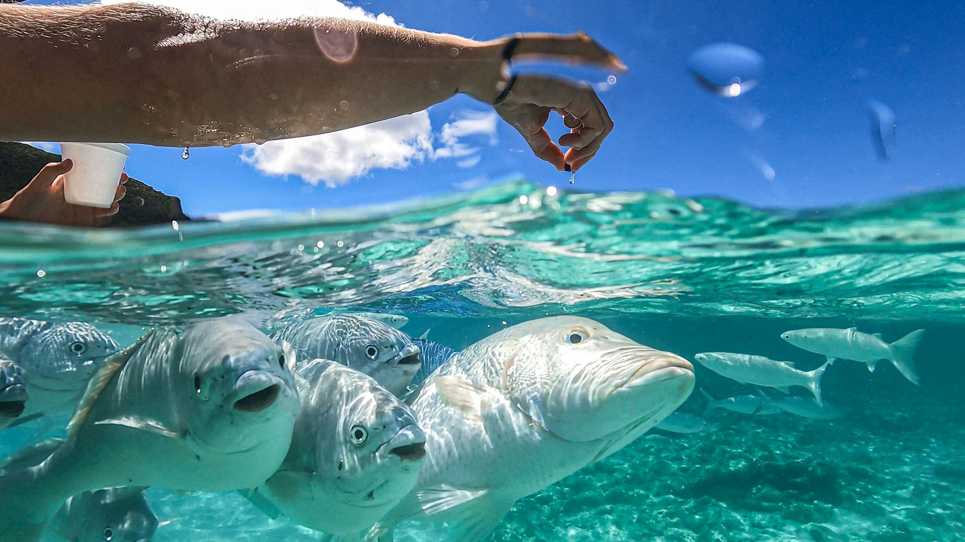 You can feed the fish special pellets or just have a swim with them.