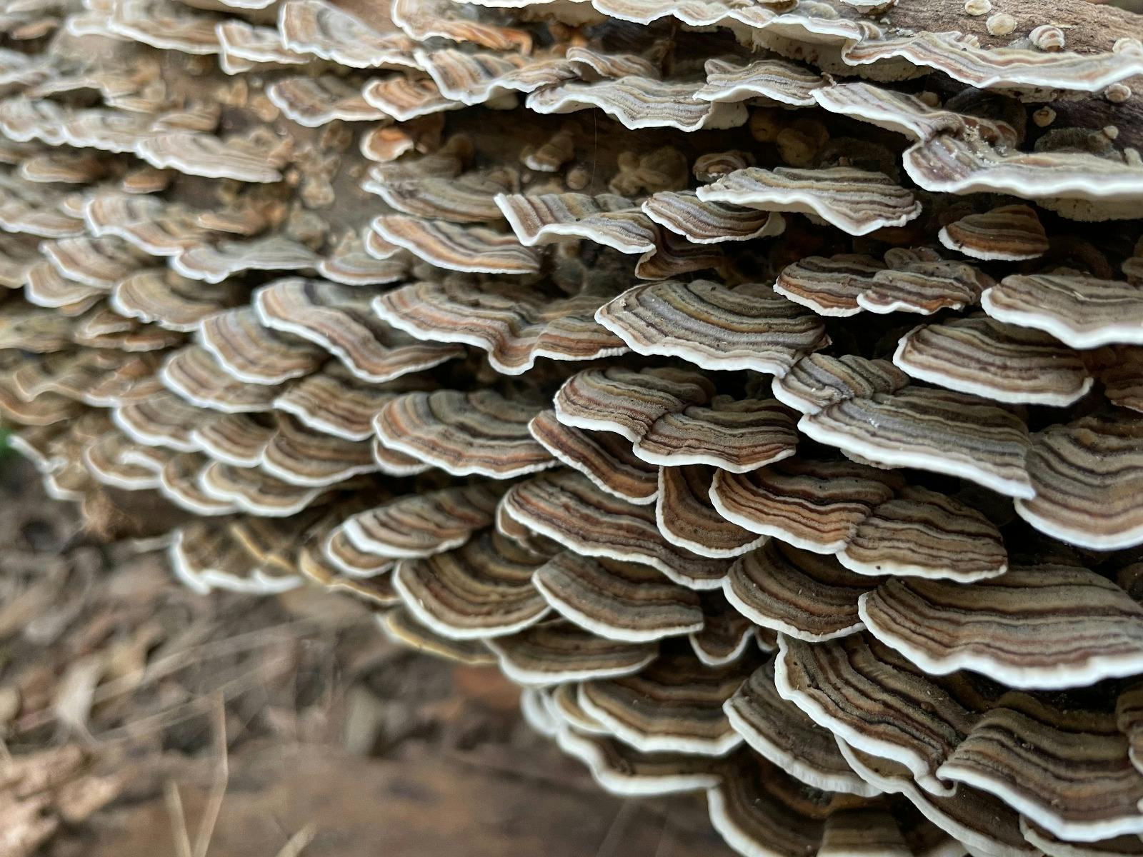 Lake Tabourie Fungi Foray