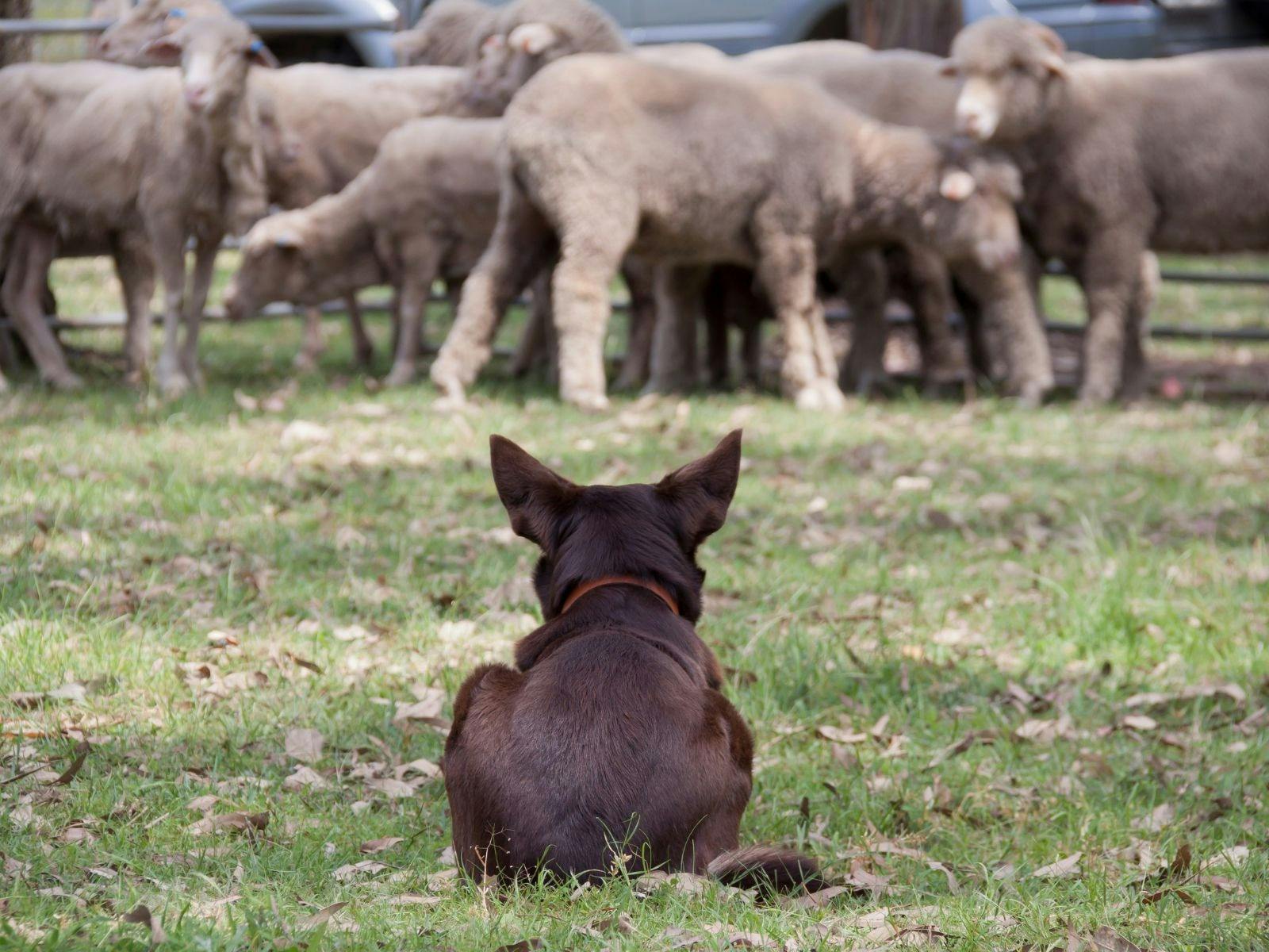 Canowindra Yard Dog Trial Championships