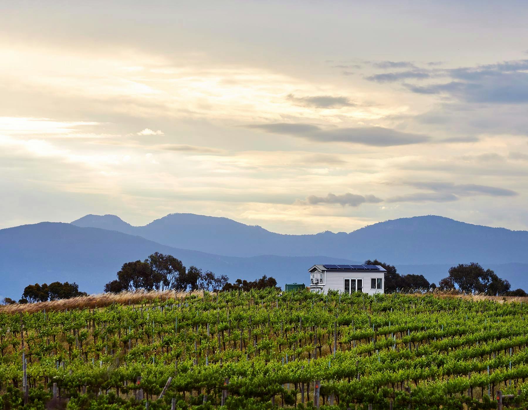A view across Hounds Run Vineyard with the tiny house and Grampians mountains in the distance