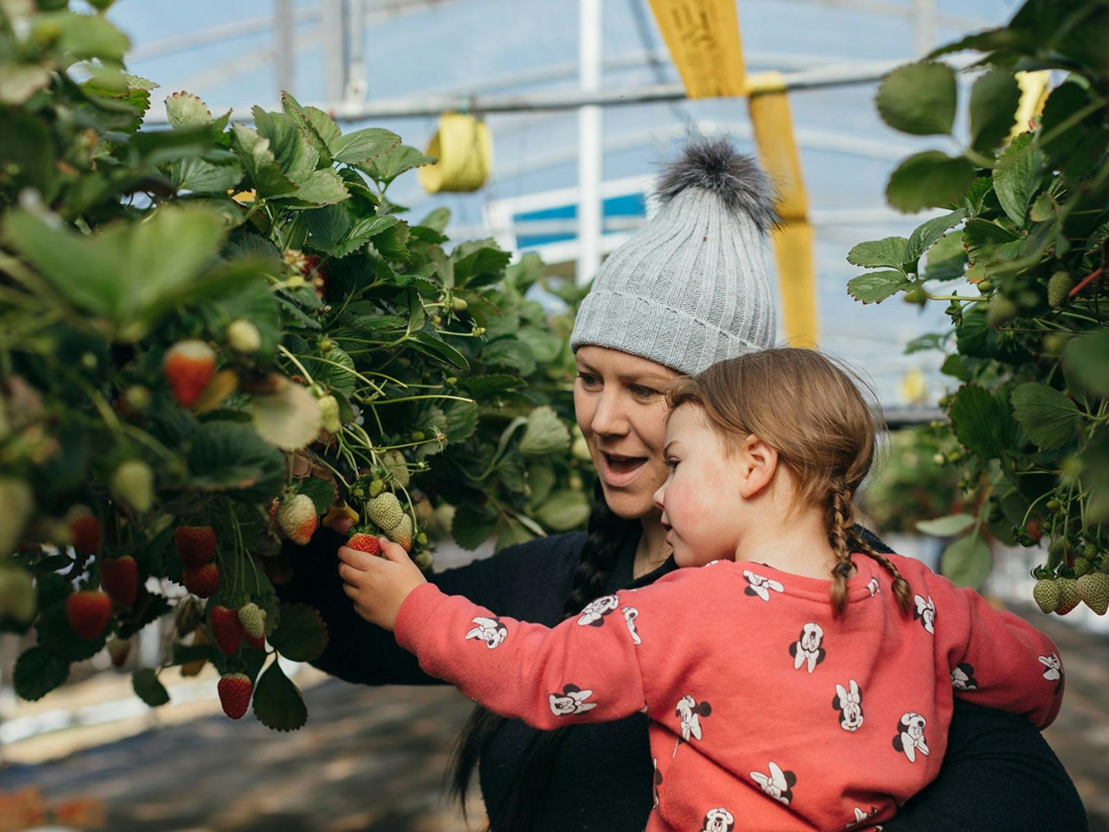 ベリーリシャスイチゴ