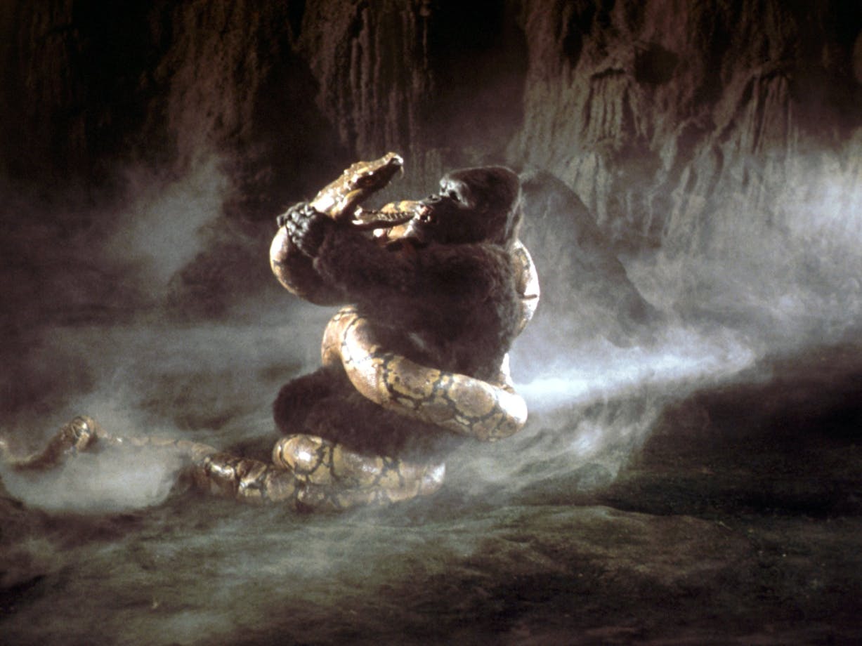 Large ape being attacked by a large snake