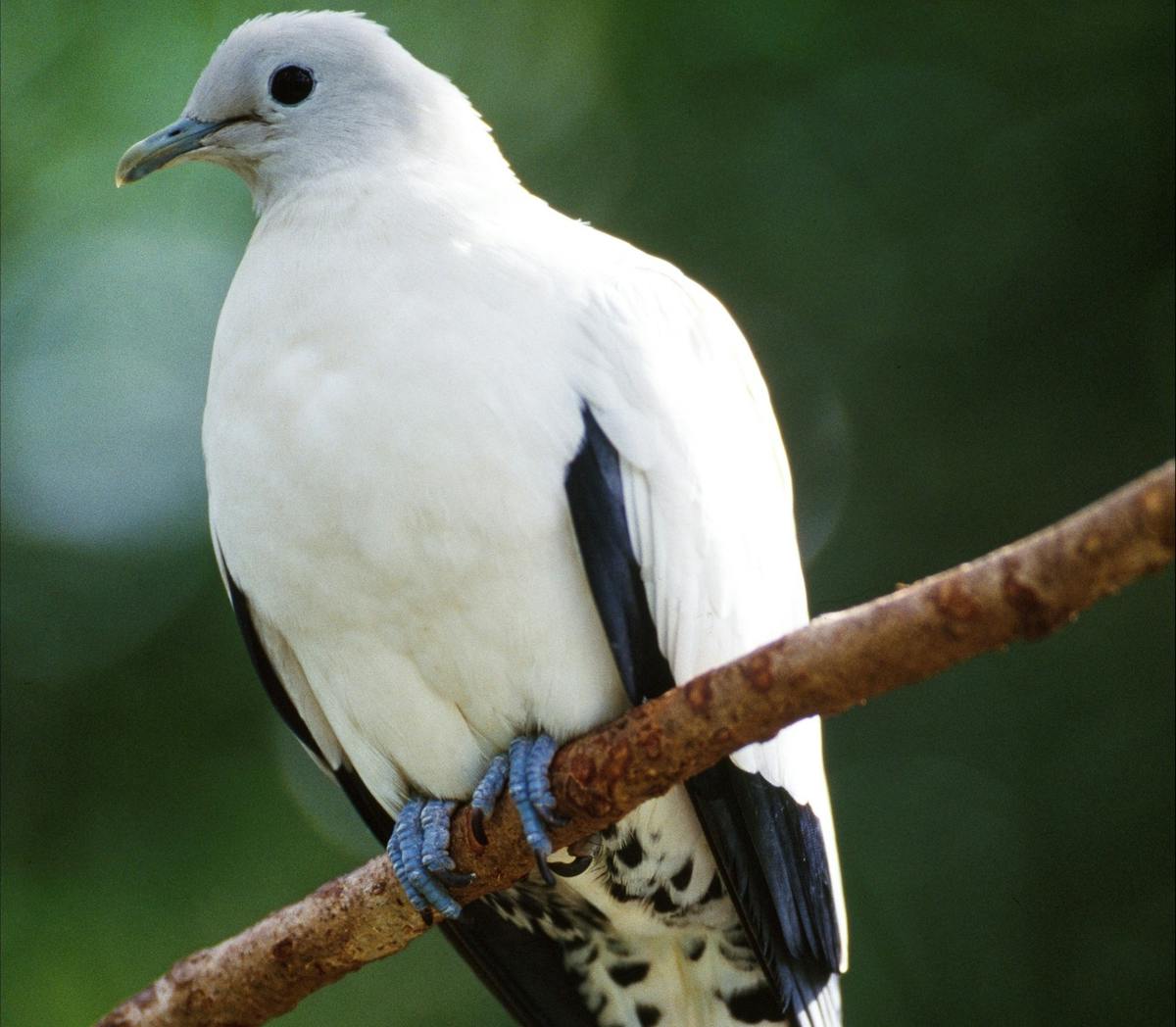 Pied Imperial-pigeon, Goold Island