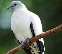 Pied Imperial-pigeon, Goold Island