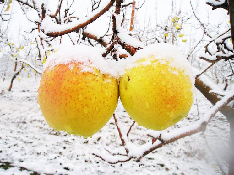 Heritage apples in the snow