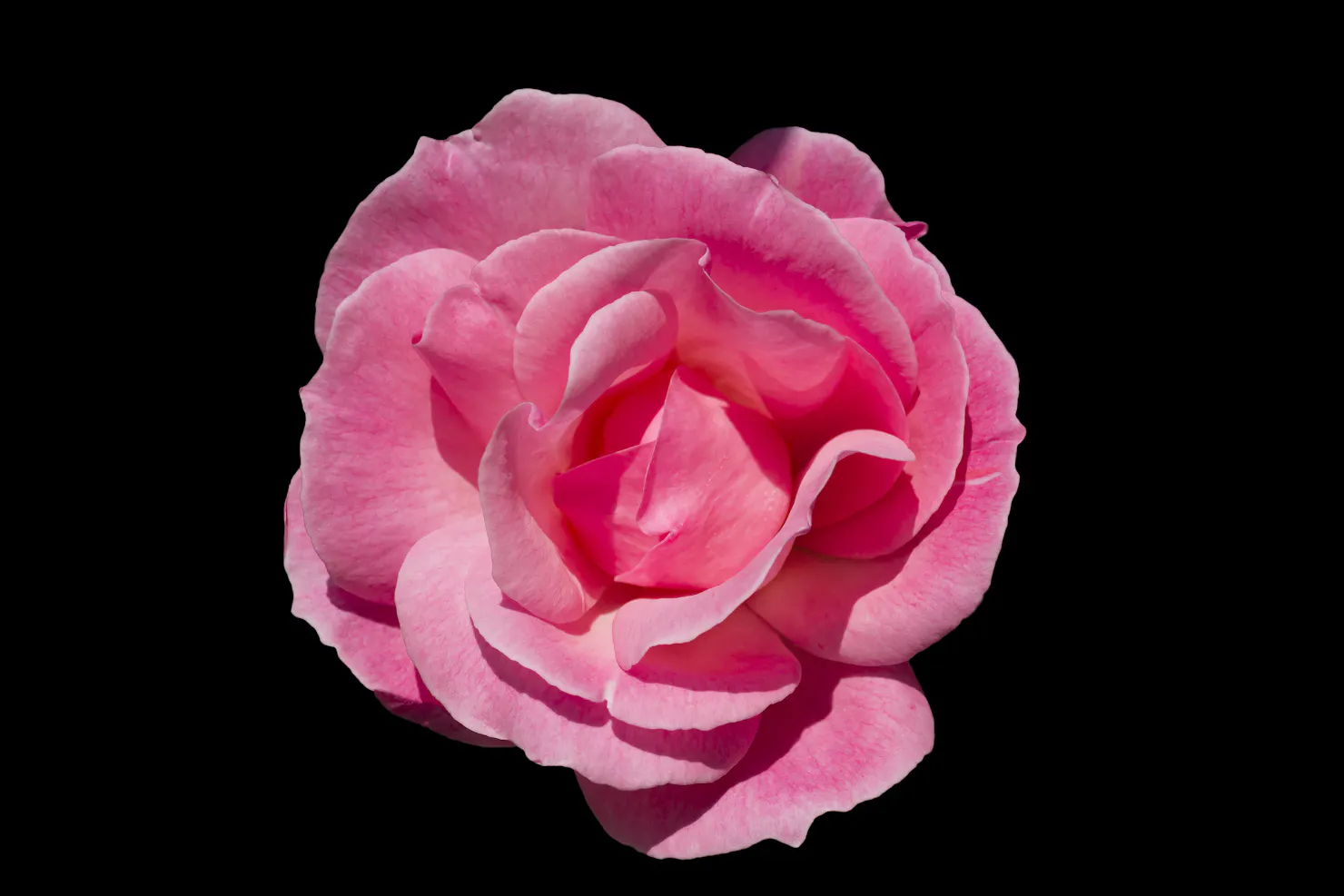 Rose Damascena