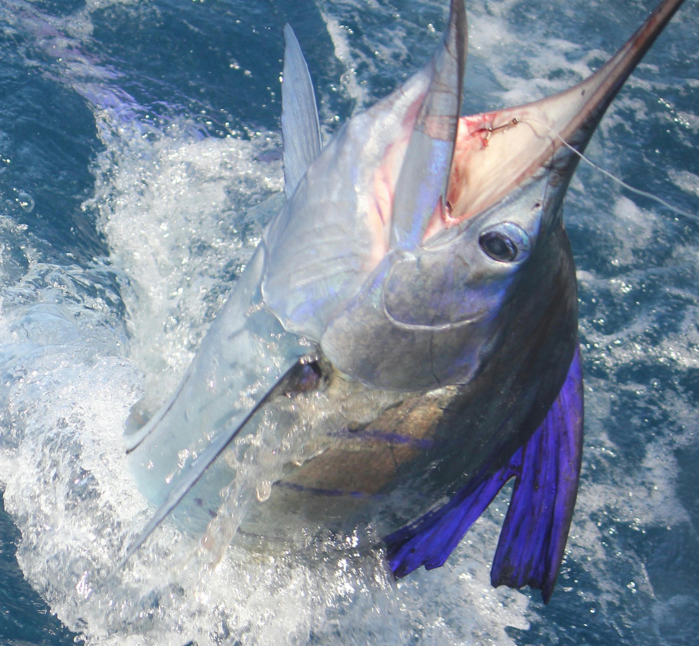 Blue Lightning Fishing Charters, Mandurah, Western Australia