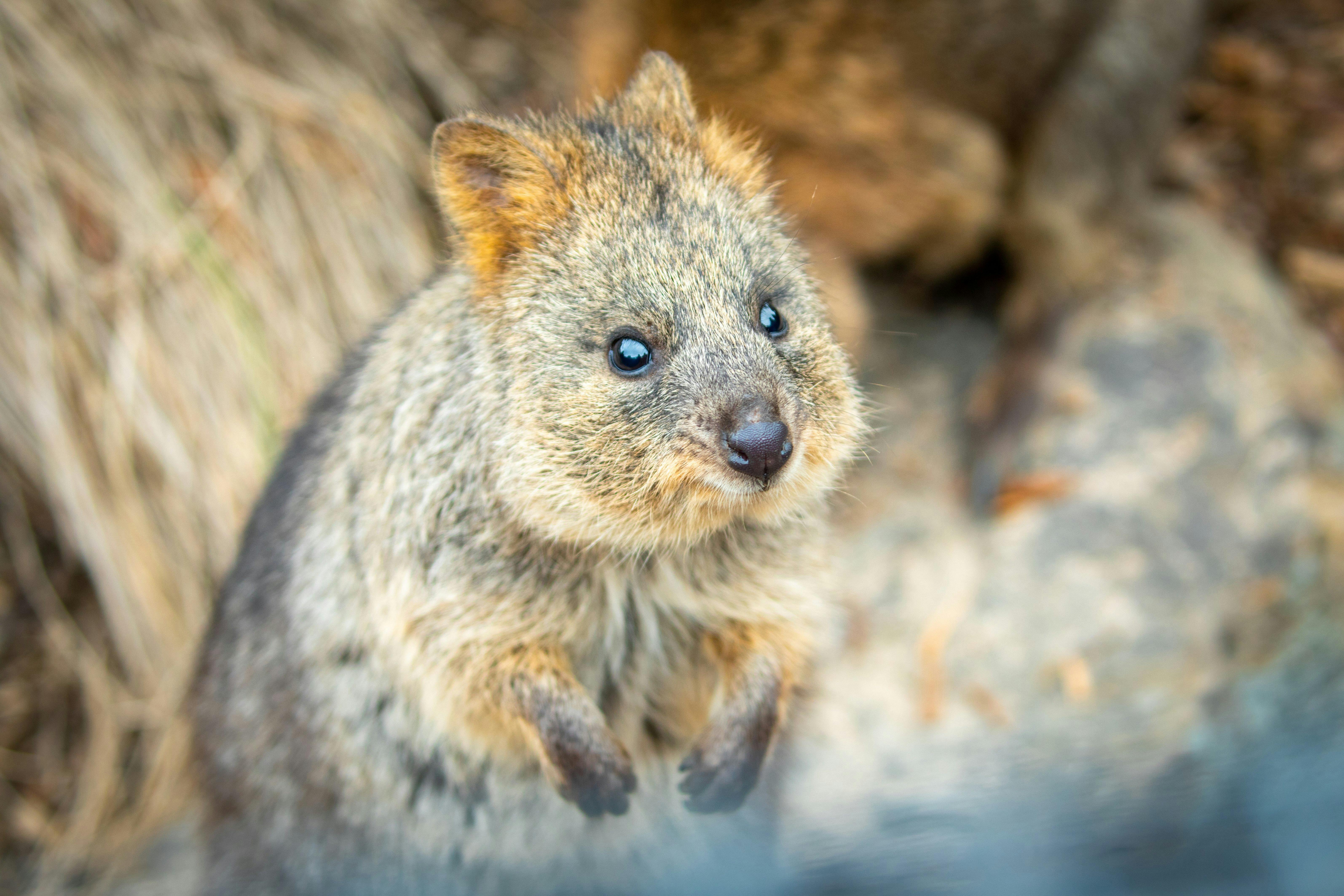 Brighton Tours guests get an up close and personal experience at Sydney Zoo