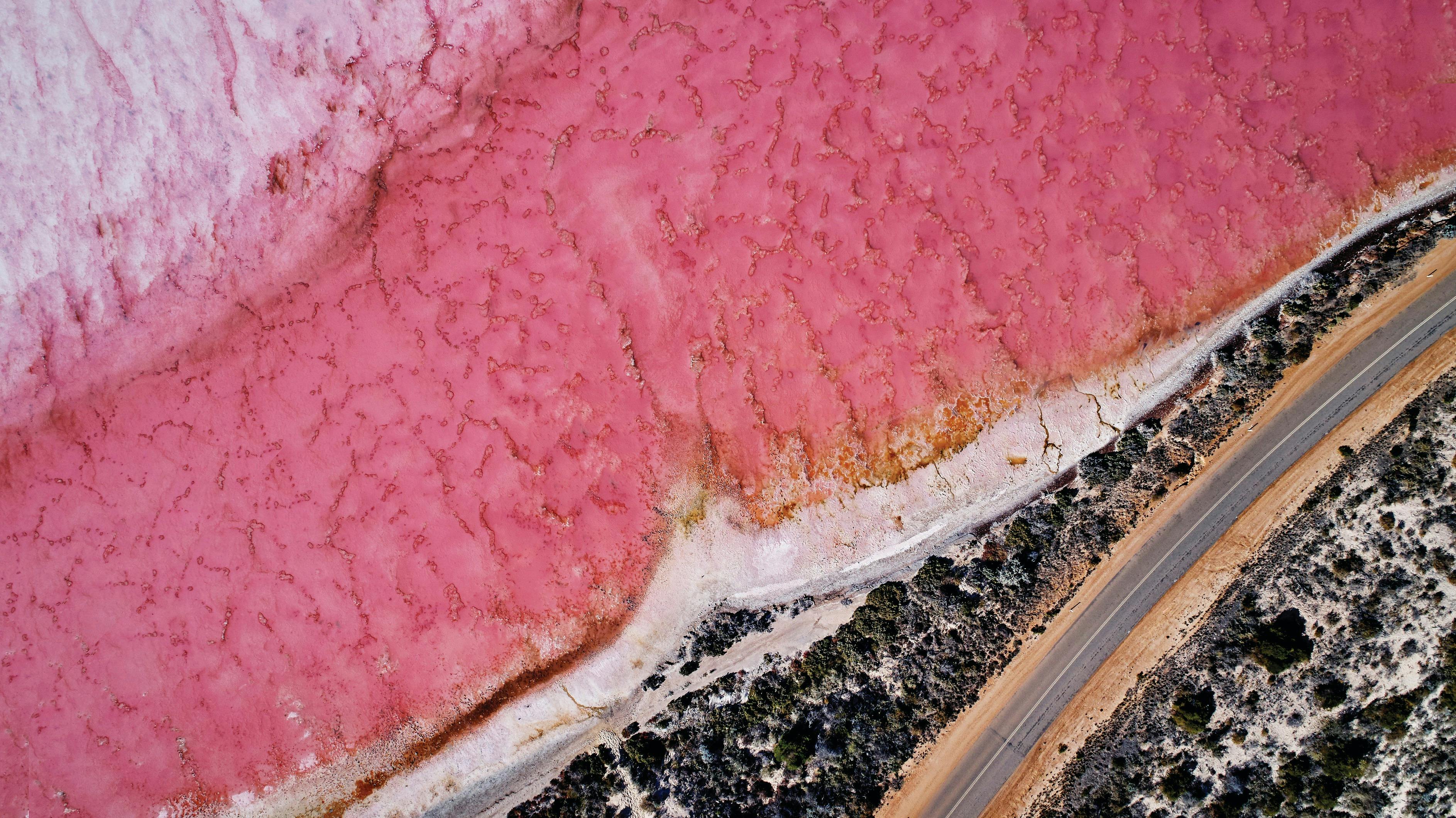 Northern Explorer Wildflower Trail, Hutt Lagoon, Western Australia