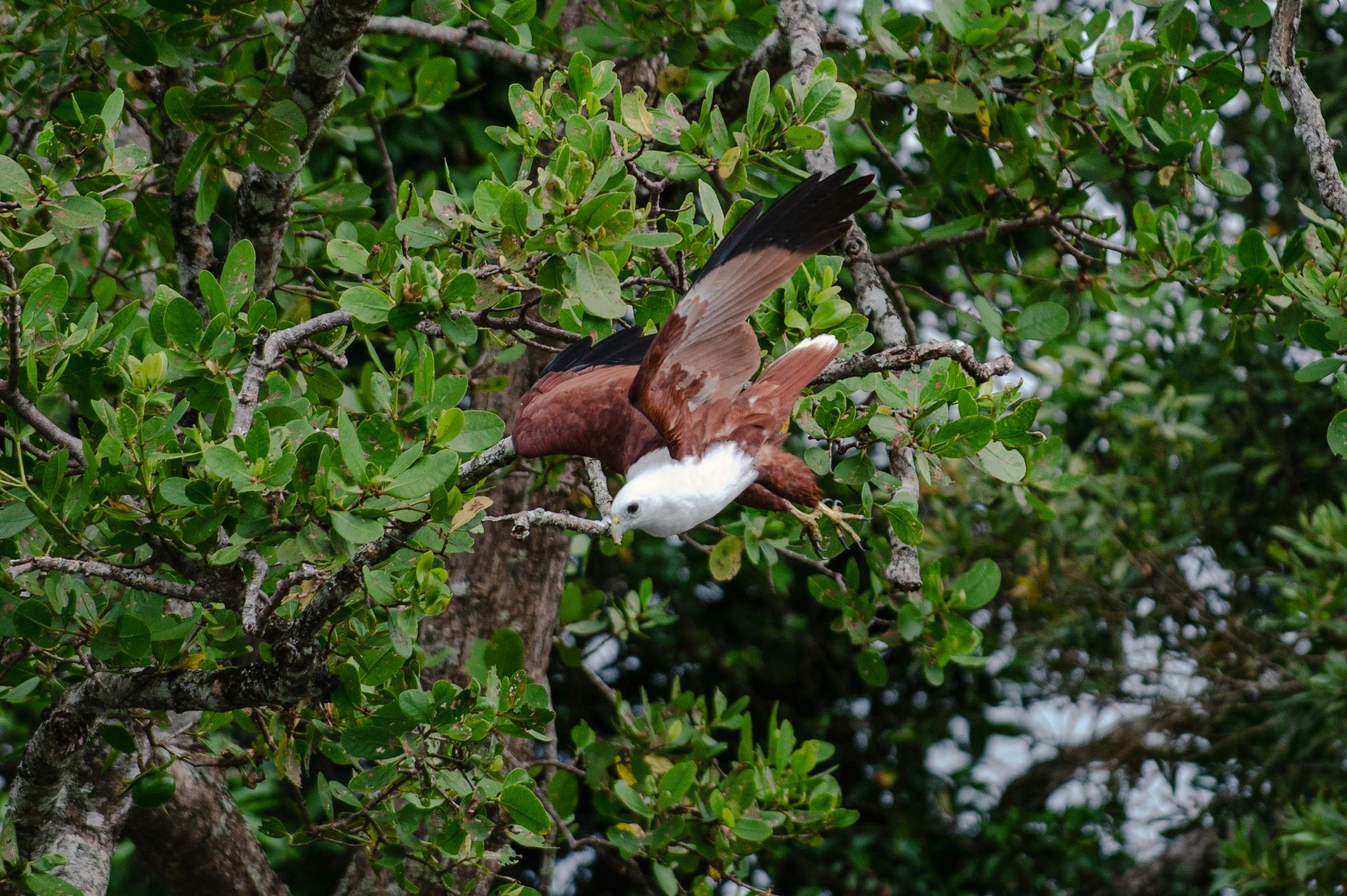 Bird