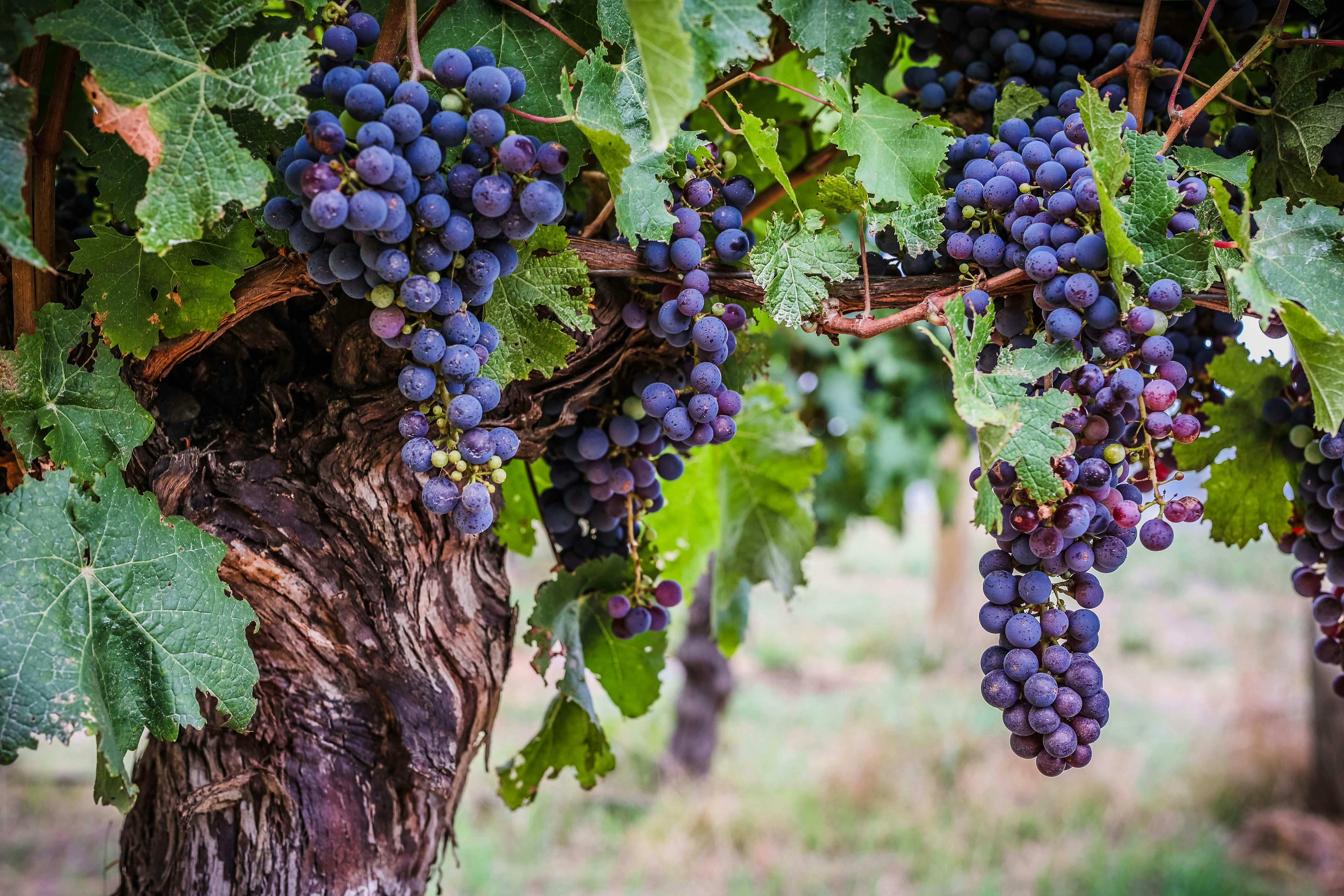 Late Summer Shiraz Grapes