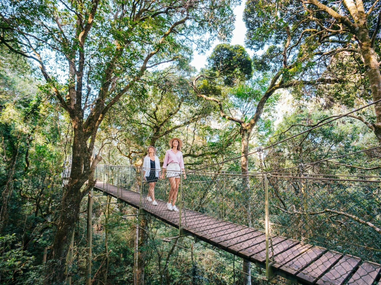 Two women walking on a rainforest canopy bridge Two women walking on a rainforest canopy bridge