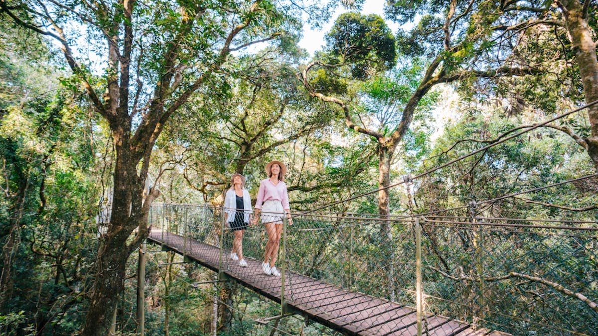 Two women walking on a rainforest canopy bridge