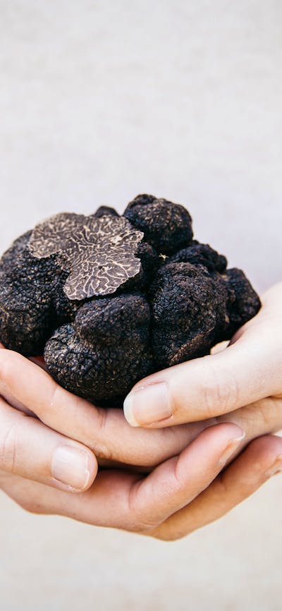 Truffle Hunt