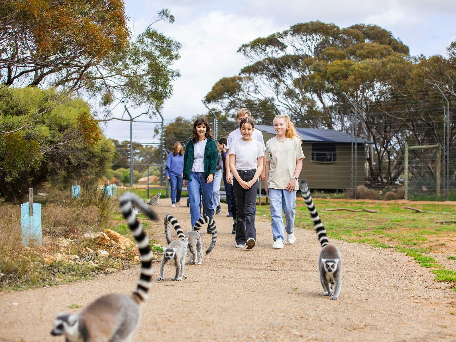 Group of people walking behind a group of Ring-tailed Lemurs in a shrubby habitat