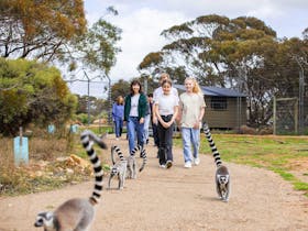 Group of people walking behind a group of Ring-tailed Lemurs in a shrubby habitat