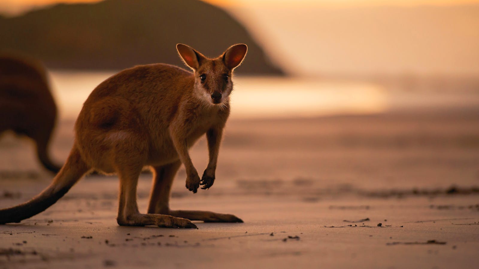 Pacific Coast Way - Mackay, Cape Hillsborough and Seaforth