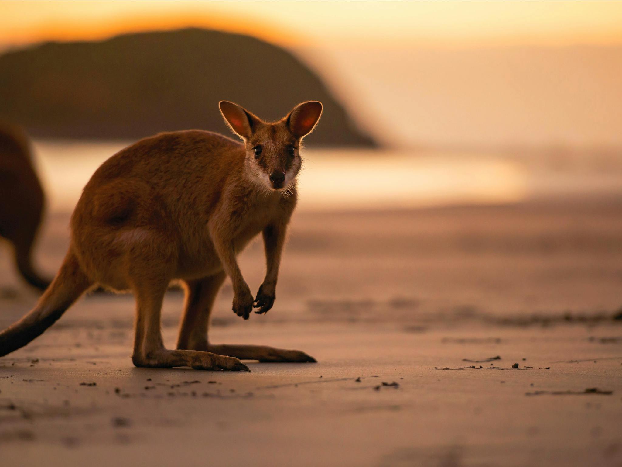 Wallaby on the beach in Cape Hillsborough