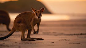Wallaby on the beach in Cape Hillsborough