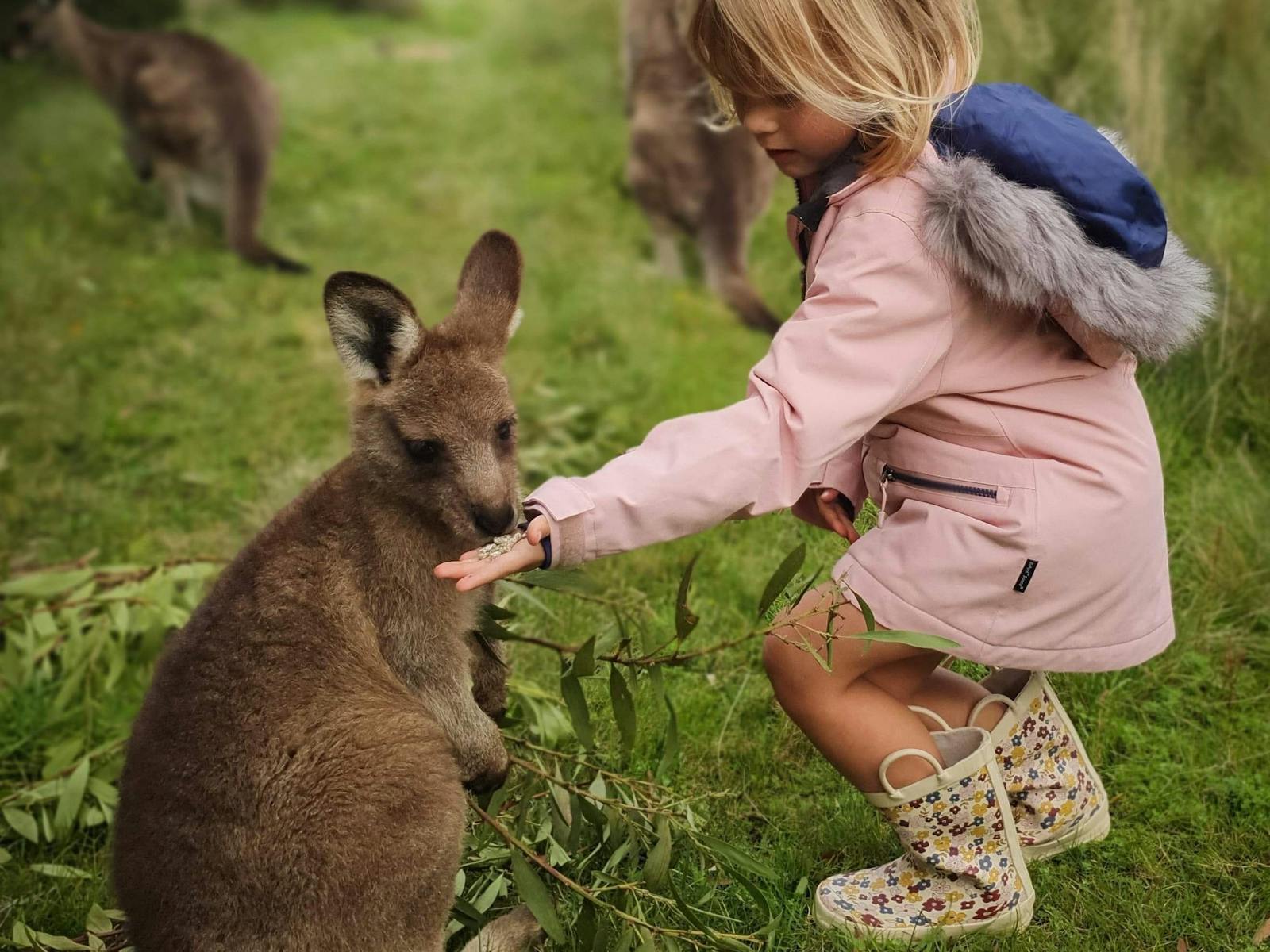 Hand feed our friendly free roaming kangaroos