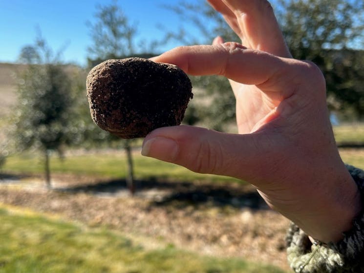 Hand showing truffle