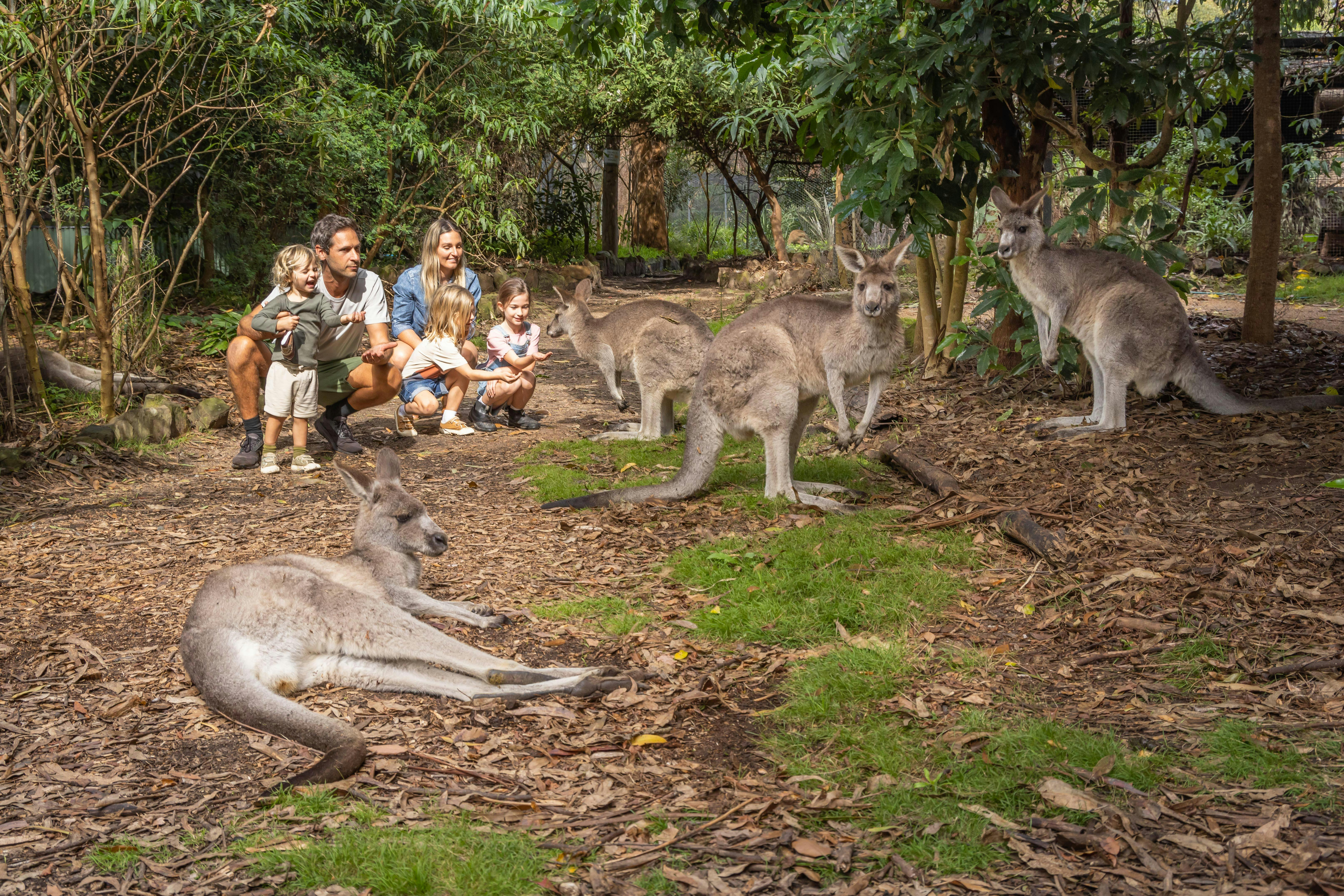 The kangaroos free range around the sanctuary. They love to eat snacks from your hand