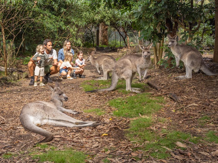 The kangaroos free range around the sanctuary. They love to eat snacks from your hand