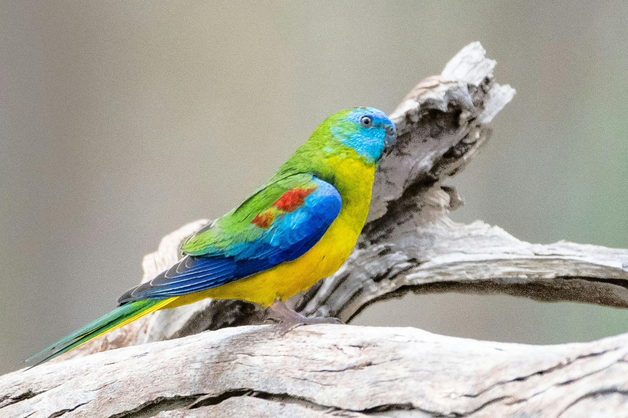 The colours have to be seen to be believed.