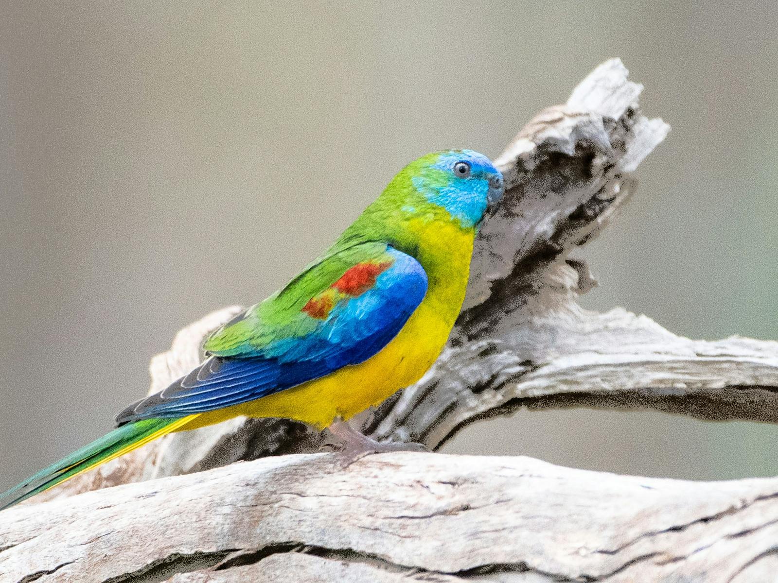 The colours have to be seen to be believed.