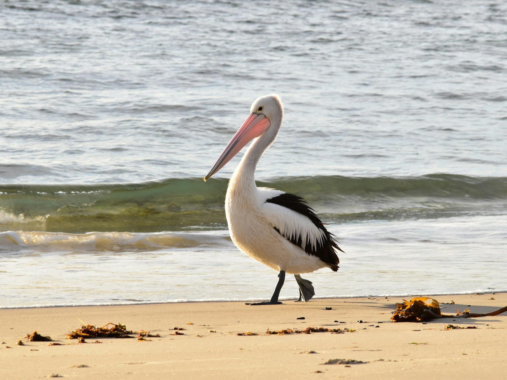 Pelican walking along beach at boat channel