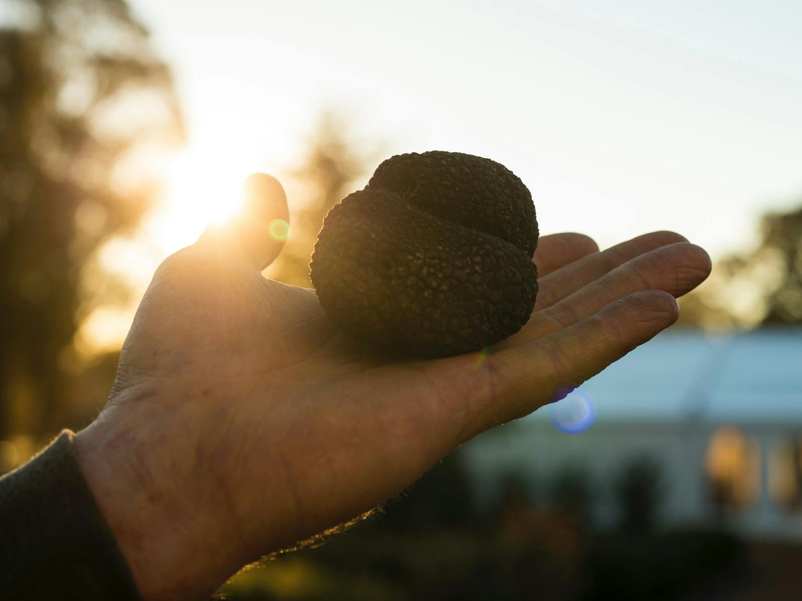 Image for Contentious Truffle Gala Dinner