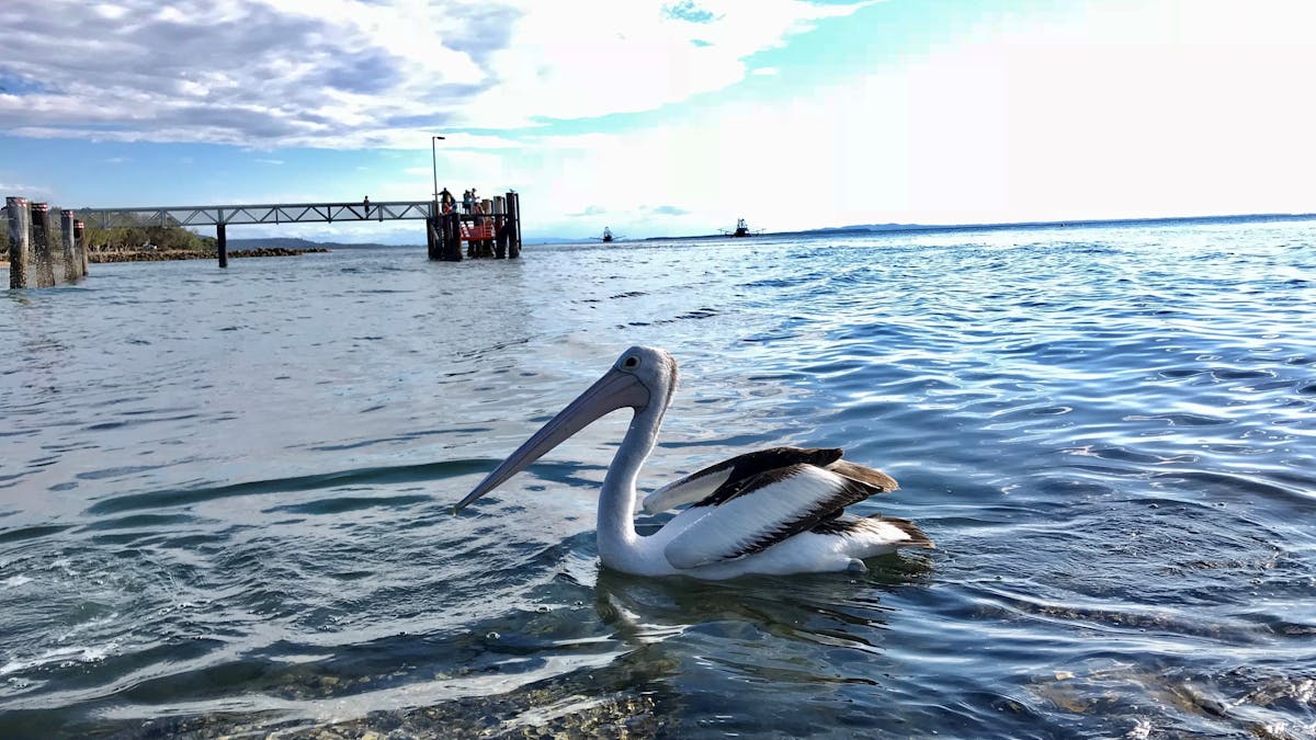 Jetty pelicans