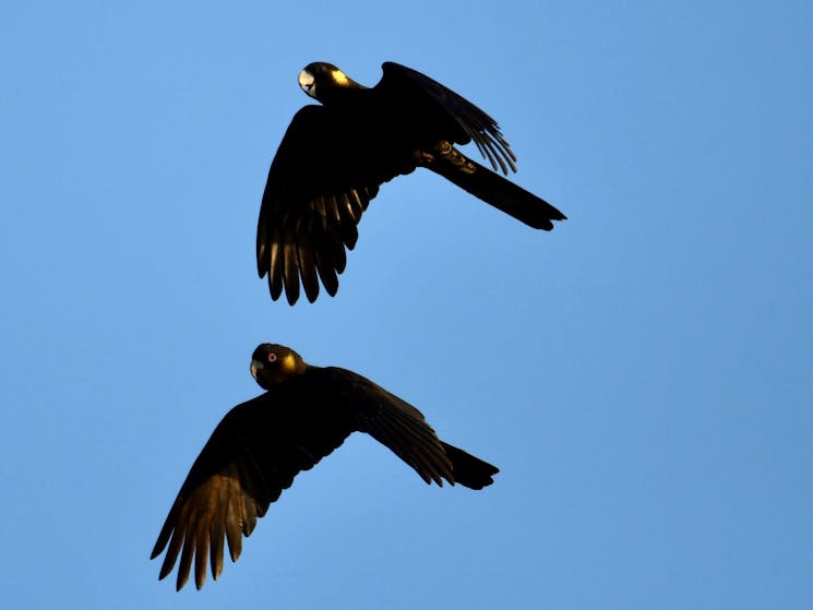 Yellow-tailed Black Cockatoo