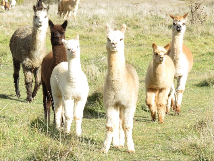 Girls on guard