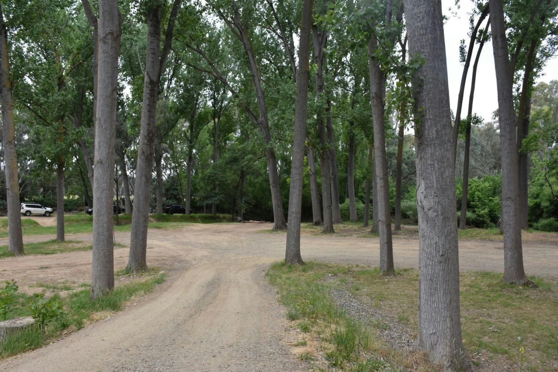 A forest campground with trees and a gravel road.