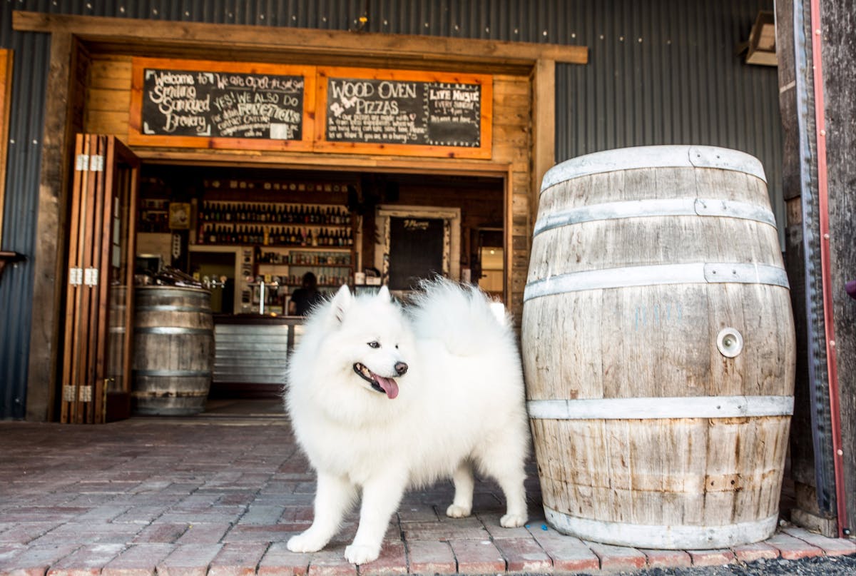 Hoppy the Samoyed greets guests at Smiling Samoyed Brewery