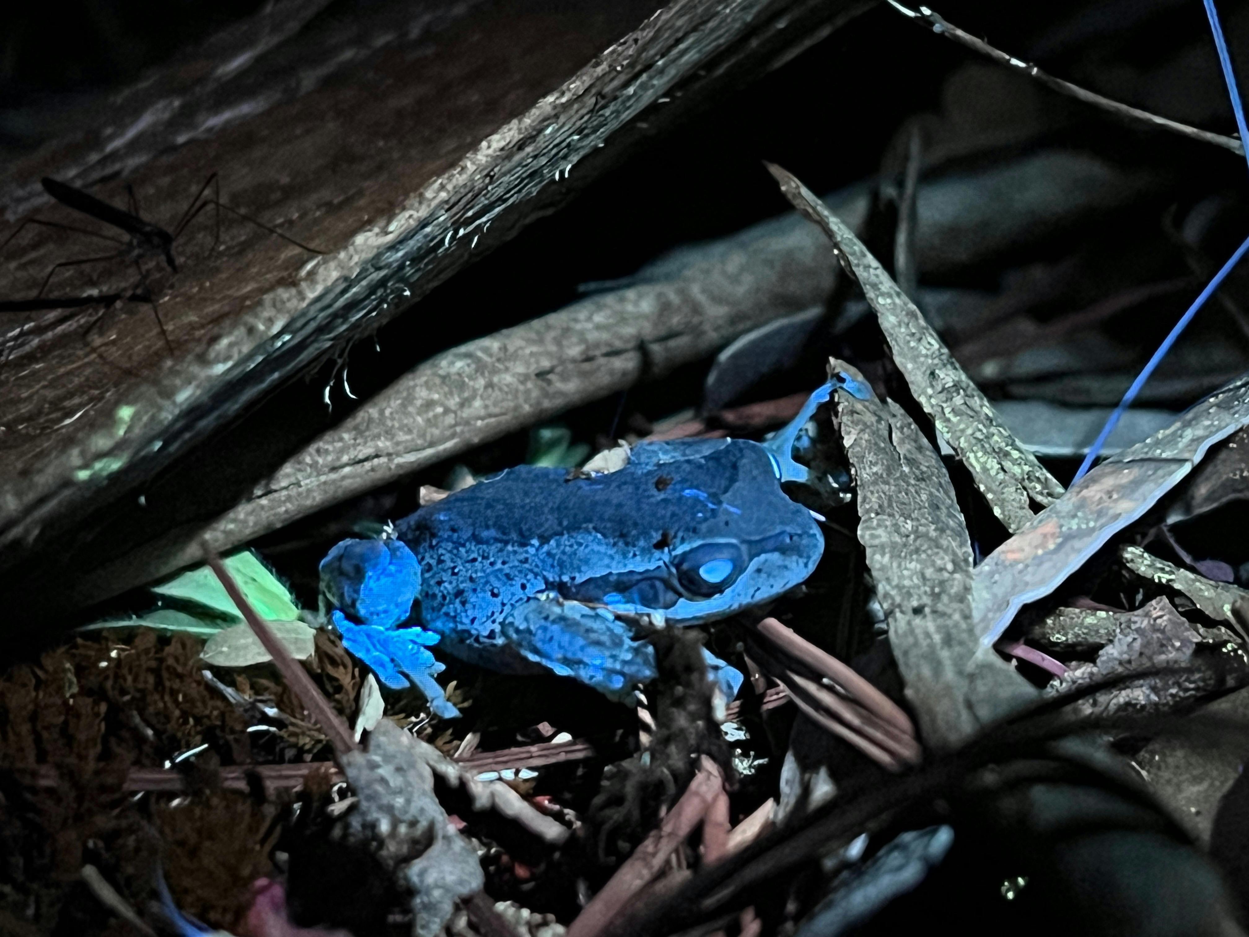 Blue-glowing frog