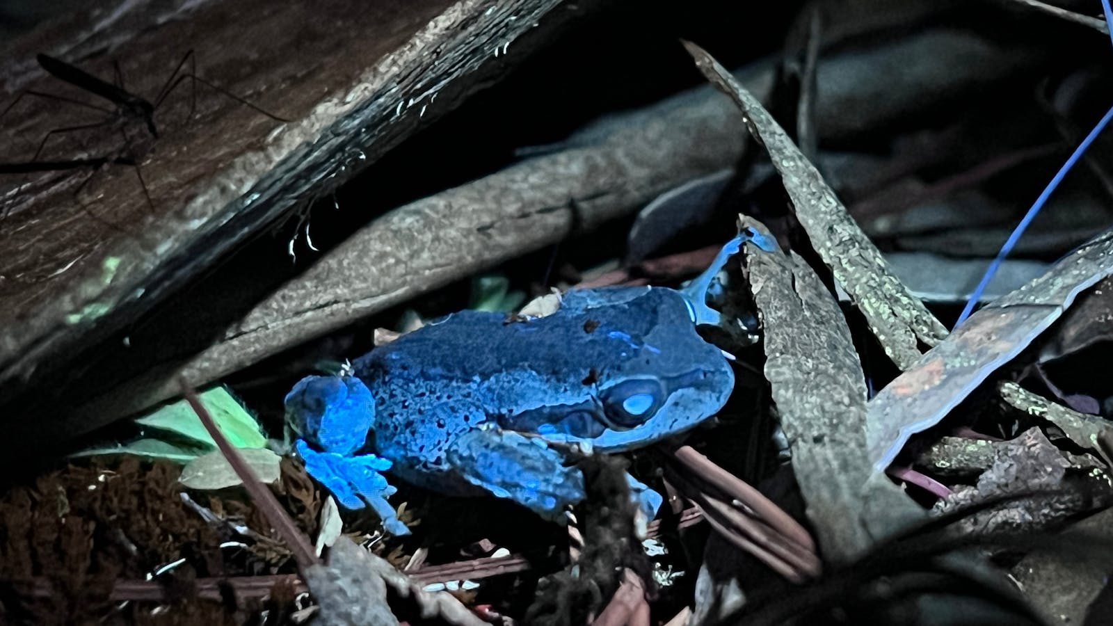 Biofluorescent frog