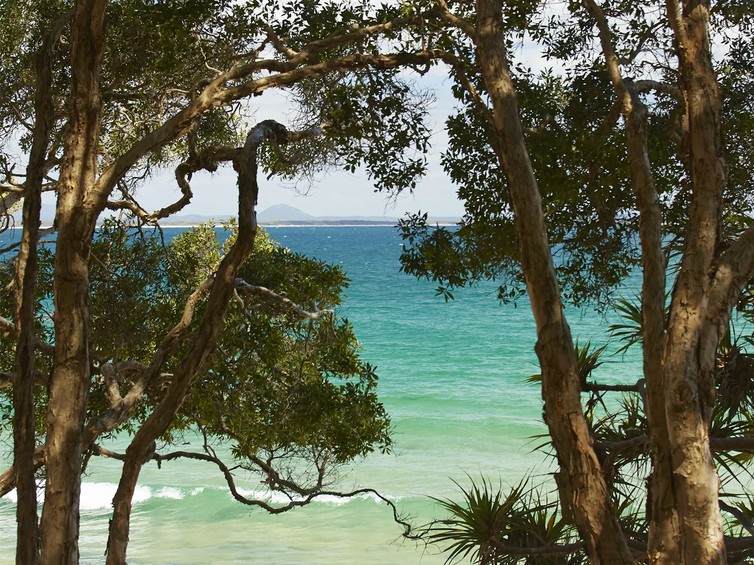 Looking through the trunks of paperbark trees to the blue and green ocean water.