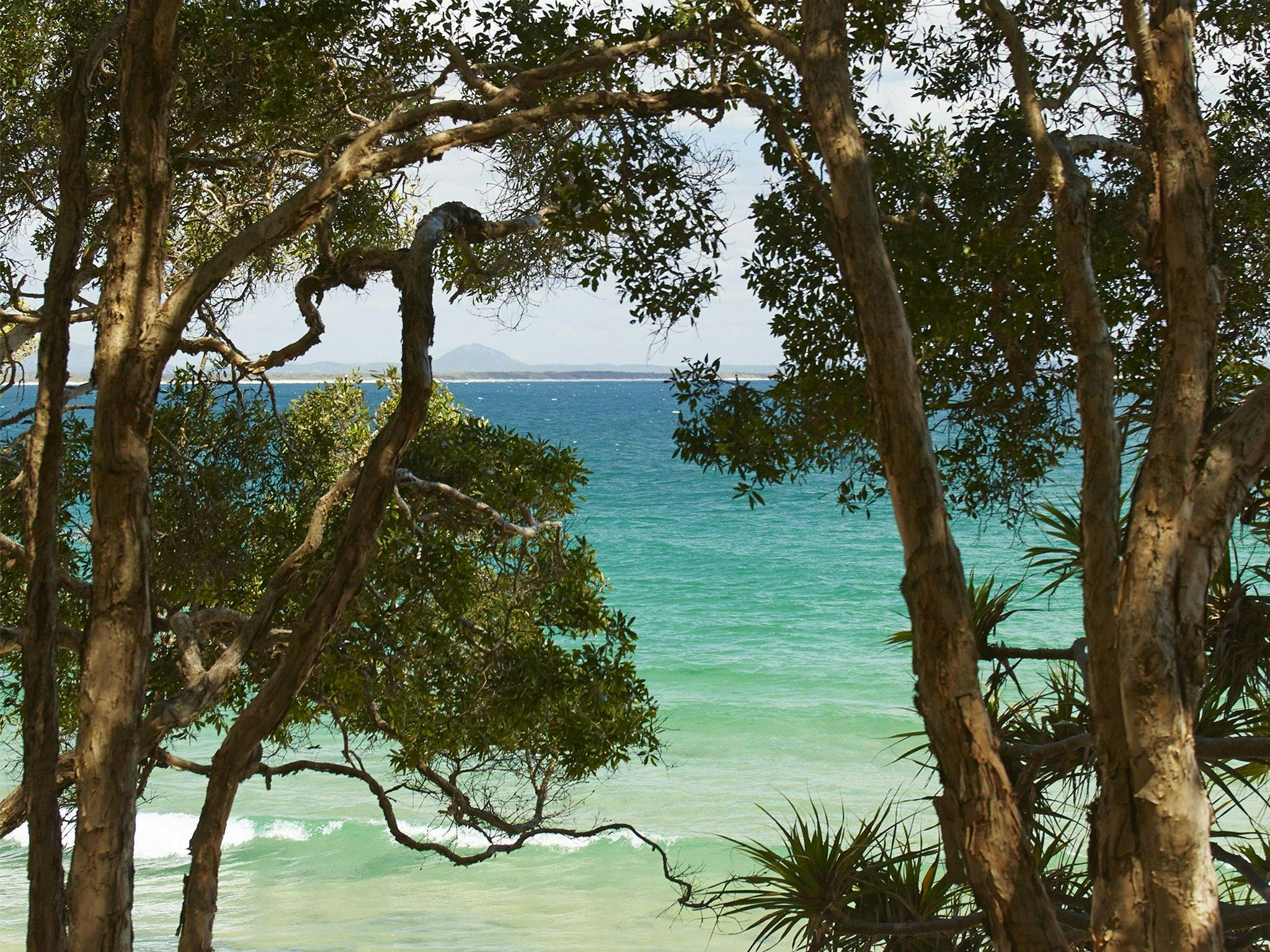 Looking through the trunks of paperbark trees to the blue and green ocean water. Looking through the trunks of paperbark trees to the blue and green ocean water.