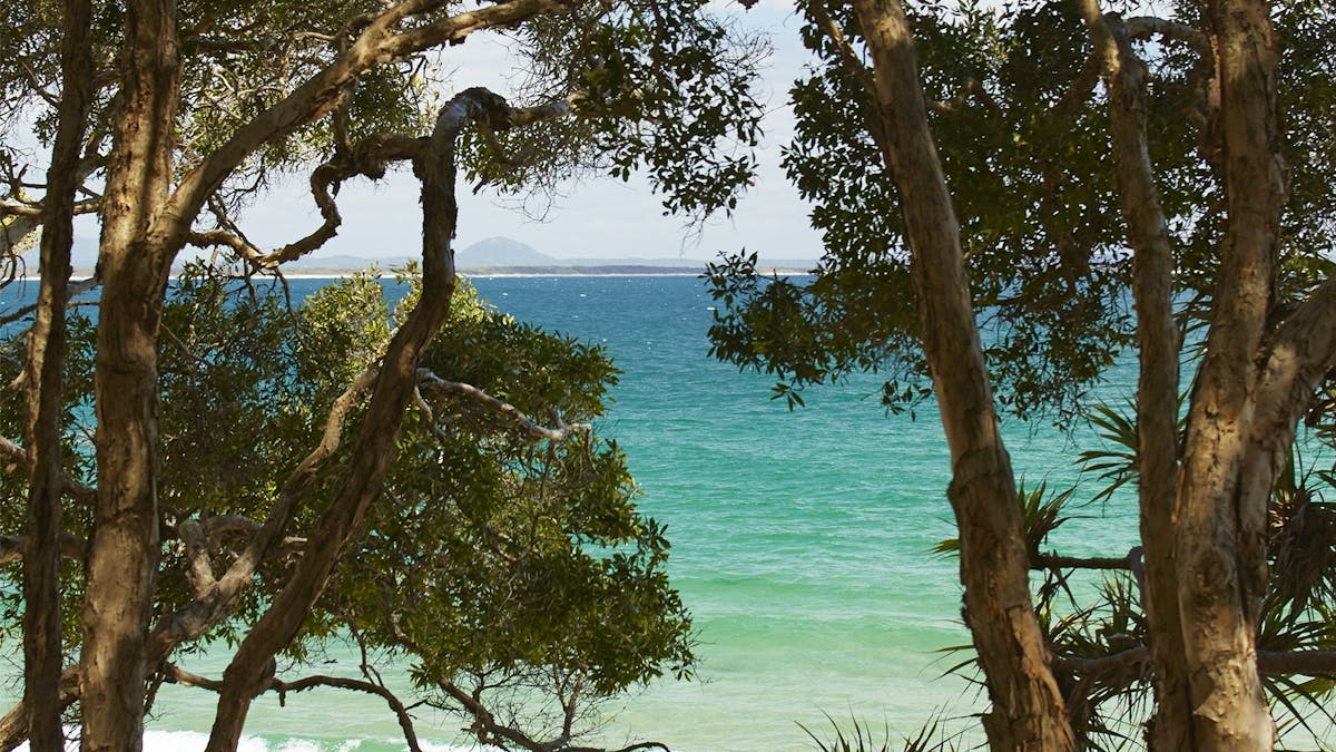 Looking through the trunks of paperbark trees to the blue and green ocean water.
