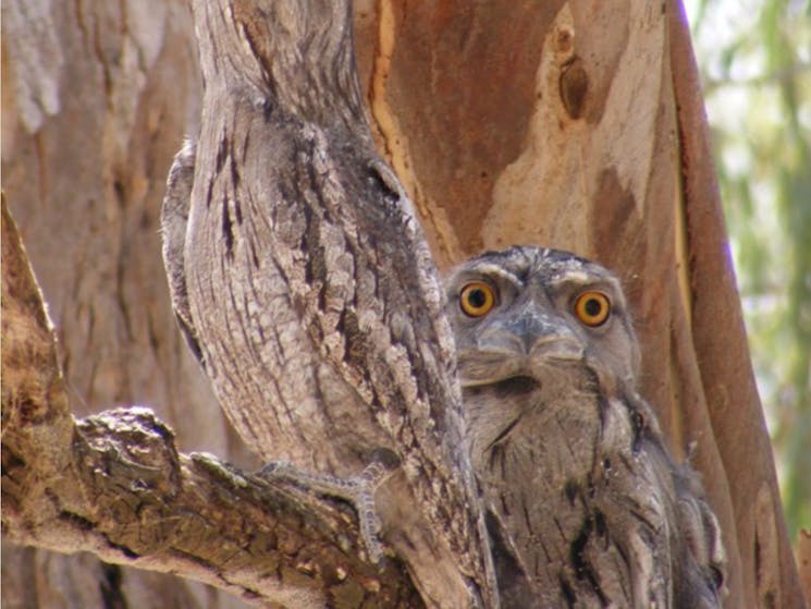 Tawny Frog Mouth Owls