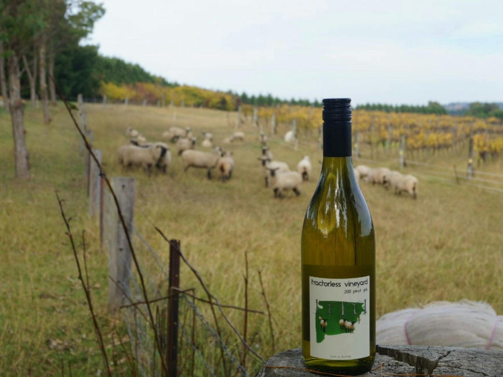 Tractorless Vineyard