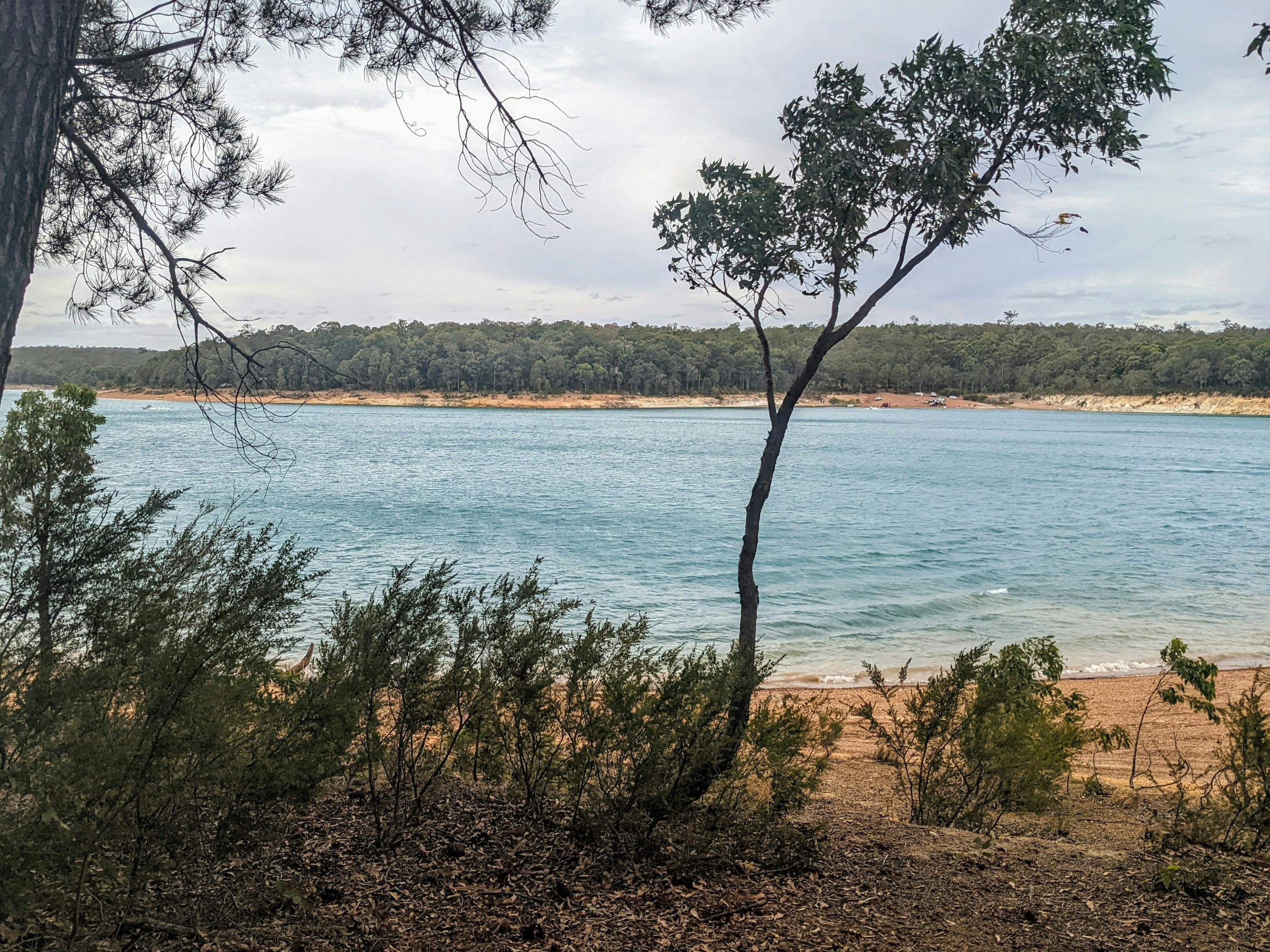 Water surrounded by trees and bush.